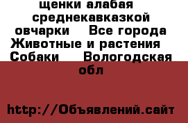 щенки алабая ( среднекавказкой овчарки) - Все города Животные и растения » Собаки   . Вологодская обл.